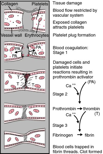 collins online spanish dictionary|Definition of HEMOSTASIS .